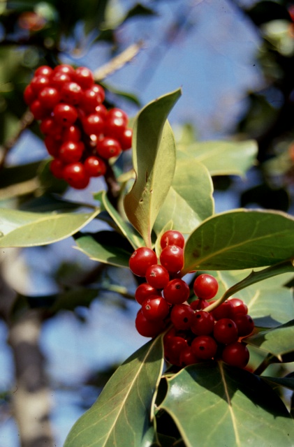 Rosso d''autunno